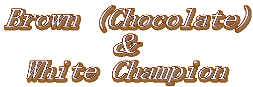 Brown（Chocolate）
＆
White Champion
